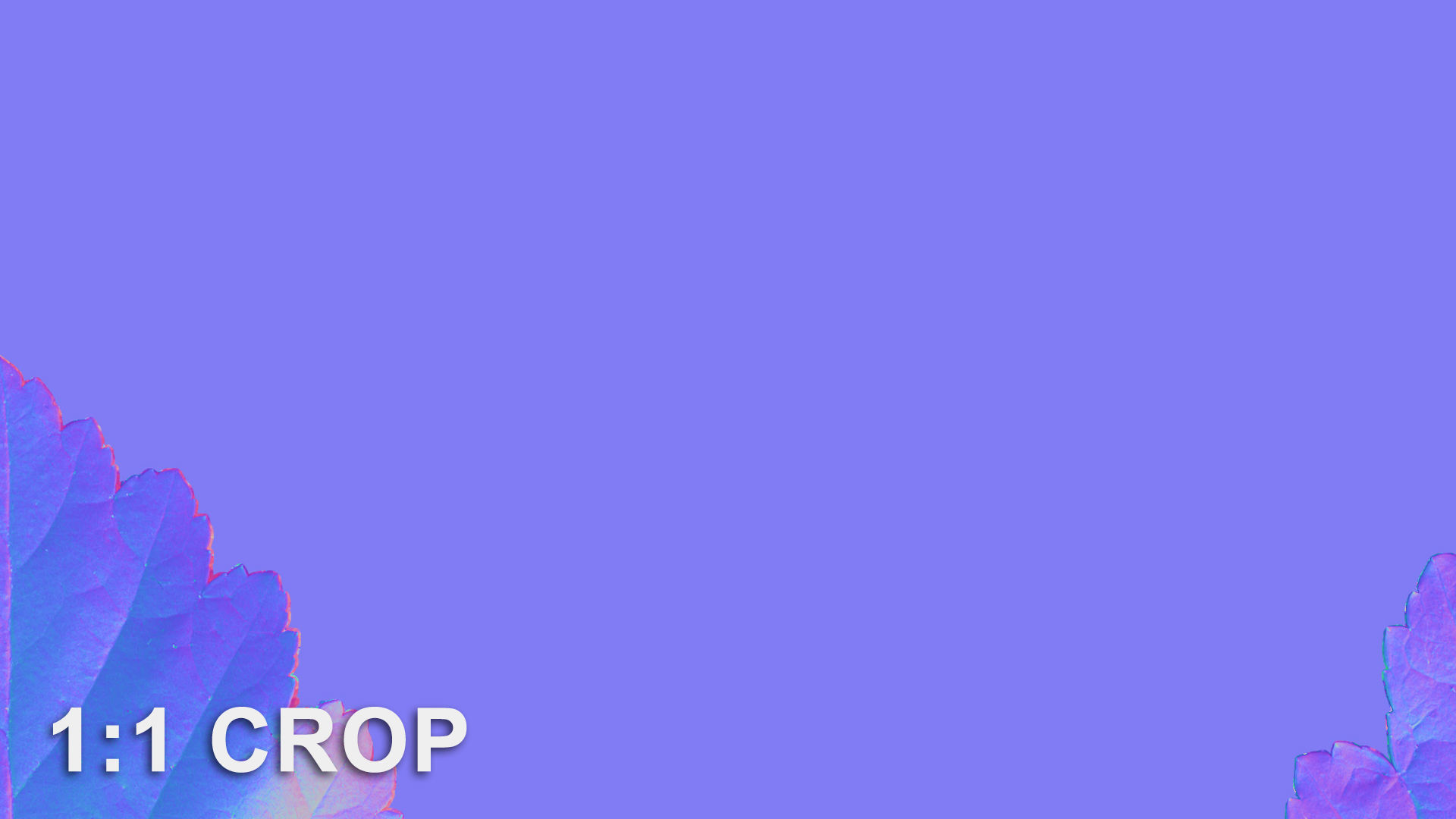 Natural tree leaf texture - Physocarpus opulifolius Texture_16