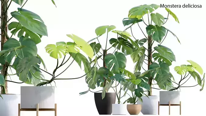 Monstera deliciosa 3D model