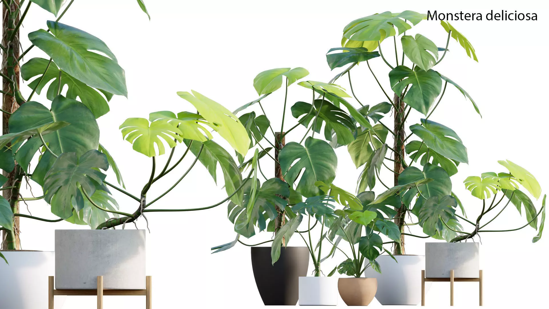 Monstera deliciosa 3D model