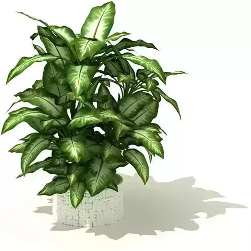 Large Leaved Potted Plant