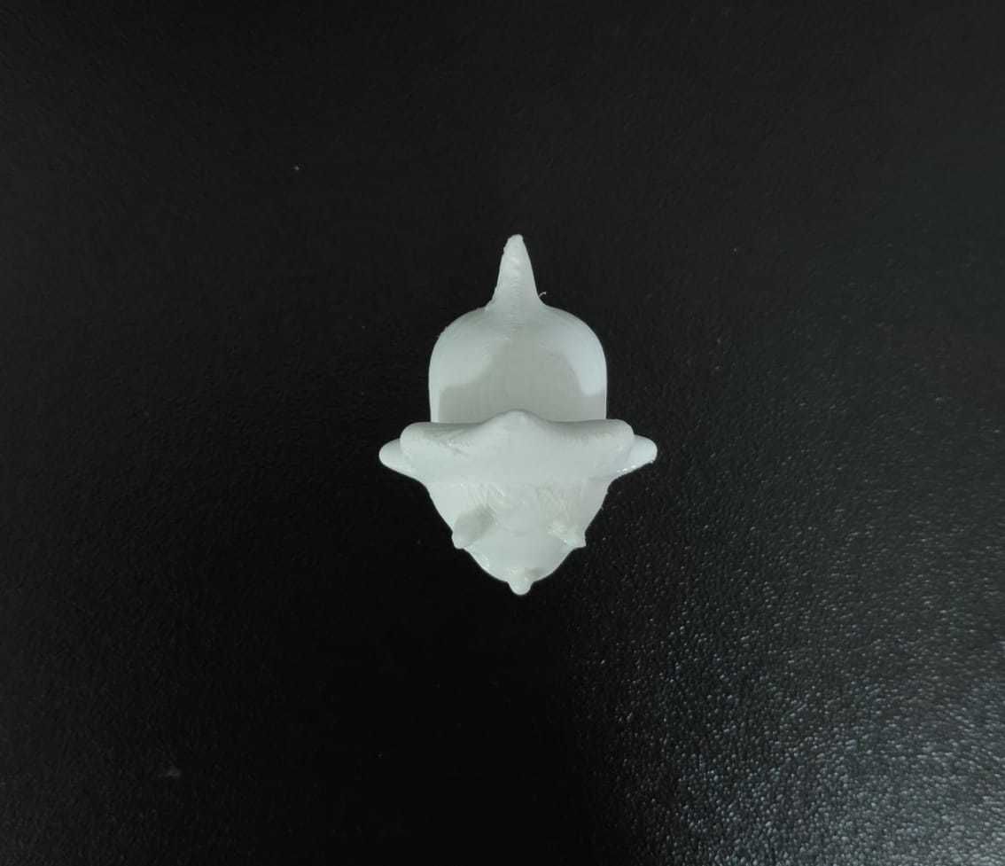 Little Triceratops 3D print model_12