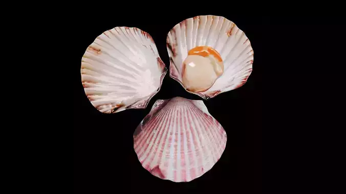 Scallop shellfish Low-poly 3D model