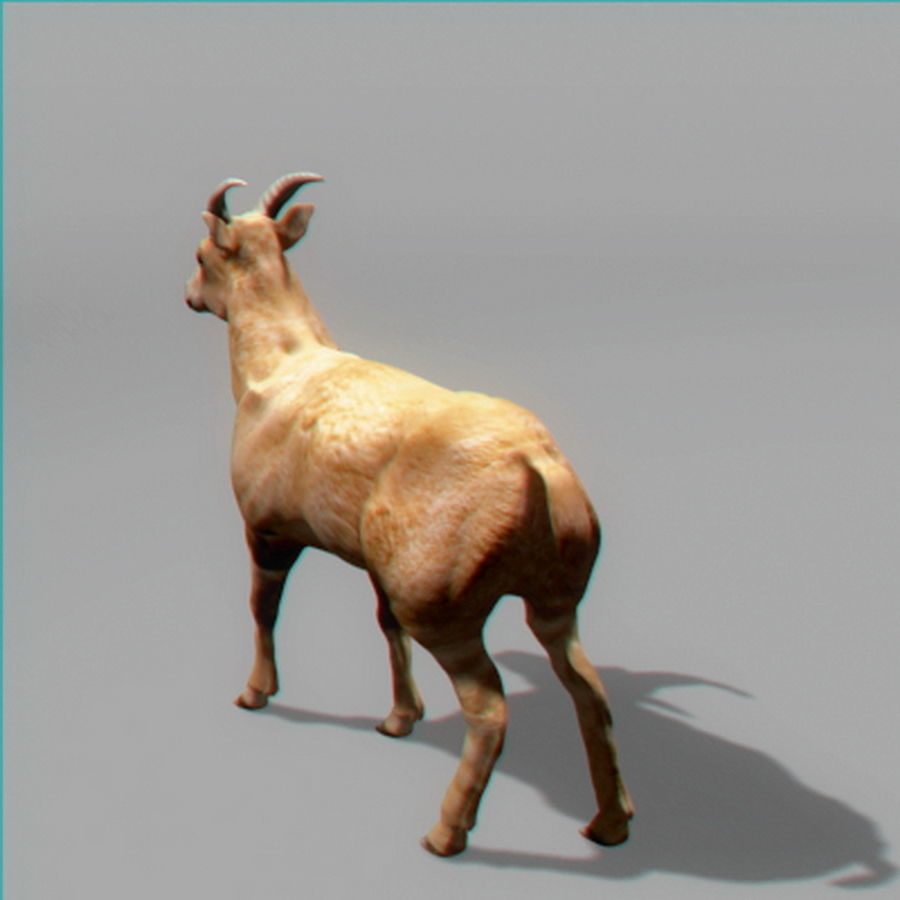 Mountain Goat 3D model_2