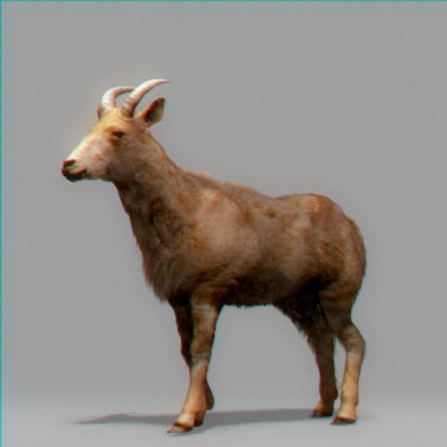 Mountain Goat 3D model_5