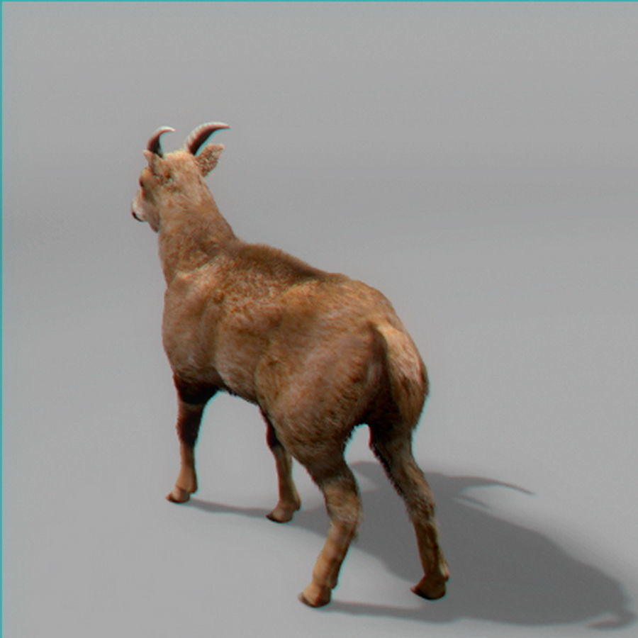 Mountain Goat 3D model_4