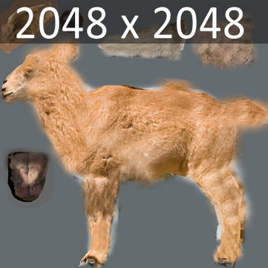 Mountain Goat 3D model_8