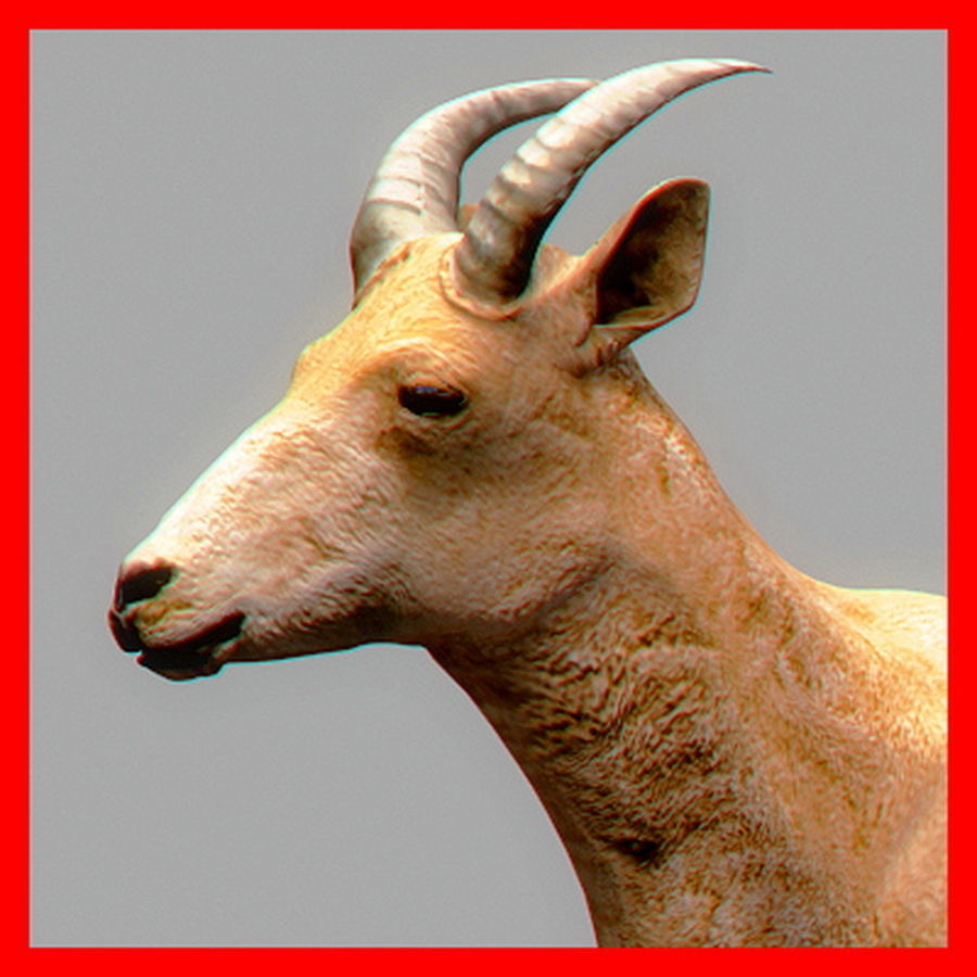 Mountain Goat 3D model_6