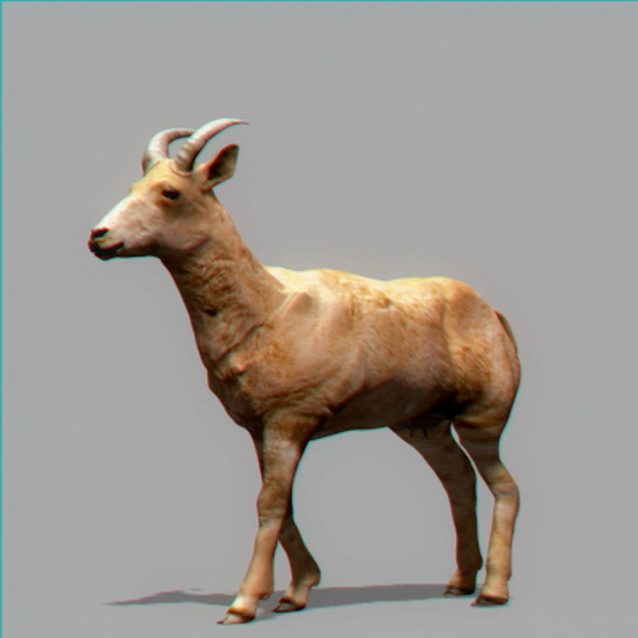 Mountain Goat 3D model_1