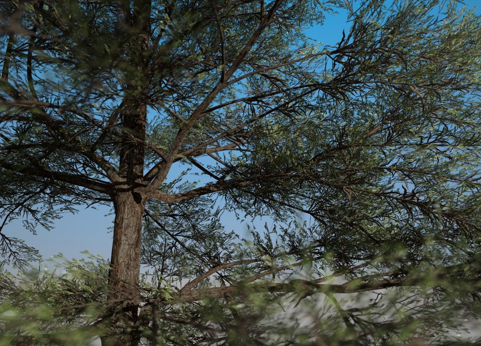 Conifer Tree 001 3D model_3