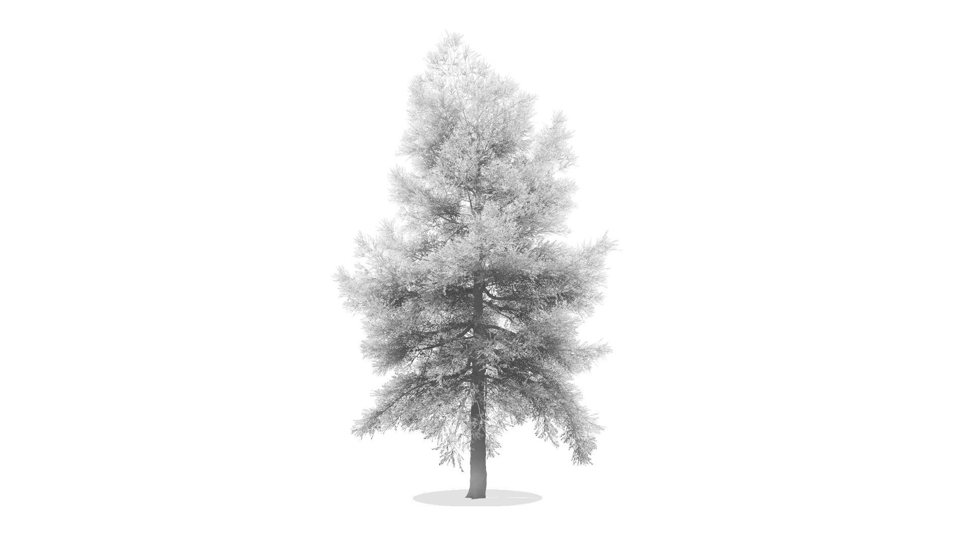 Conifer Tree 001 3D model_4