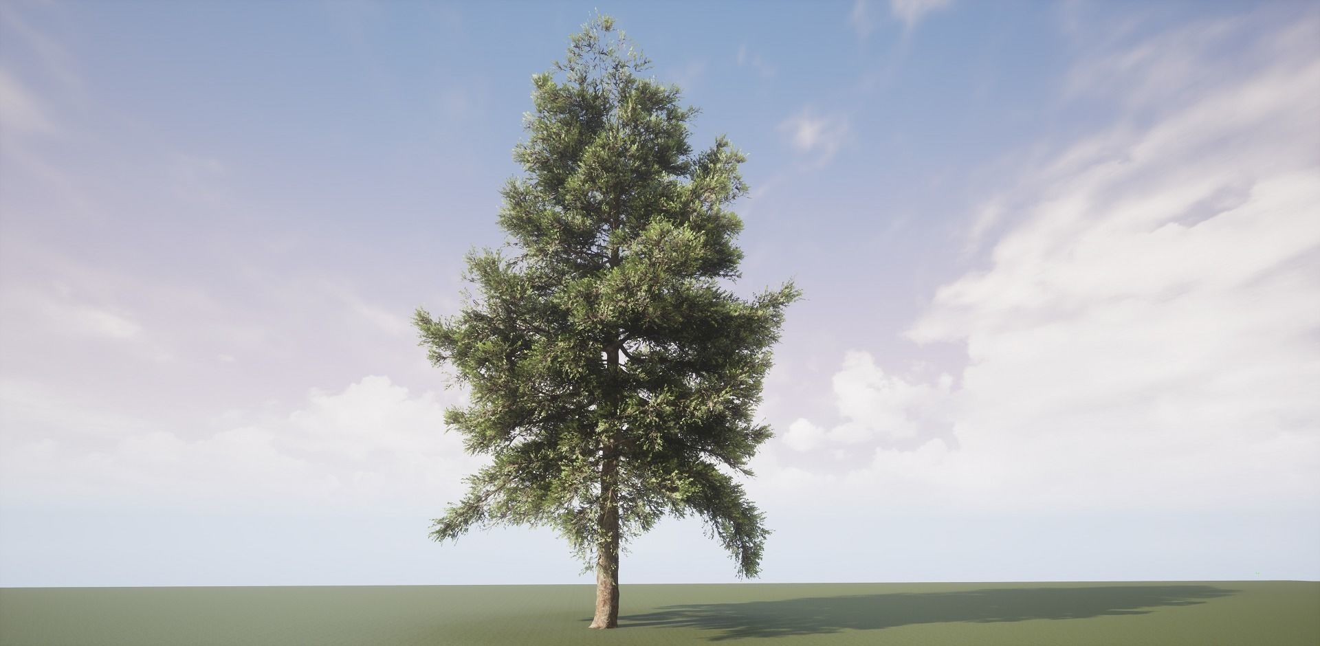 Conifer Tree 001 3D model_1