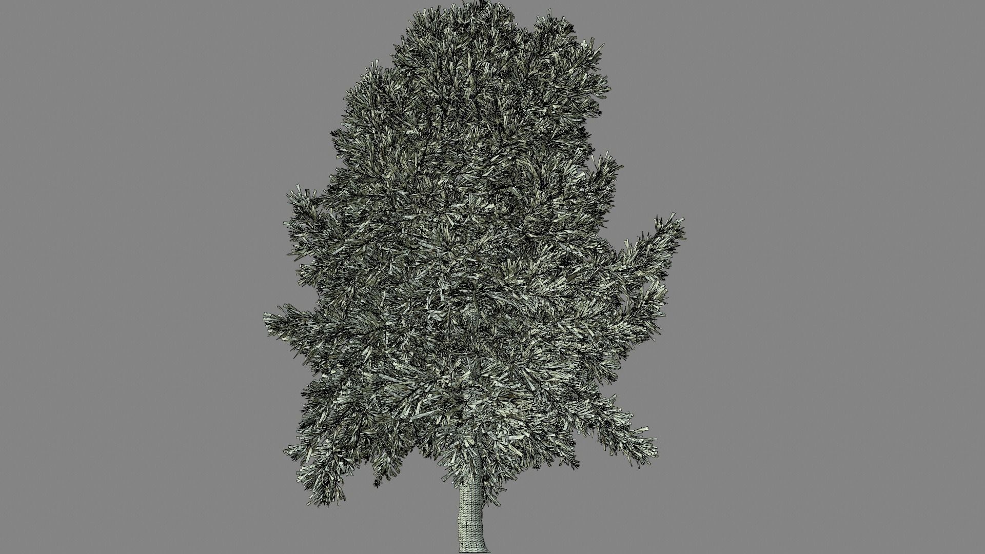 Conifer Tree 001 3D model_7