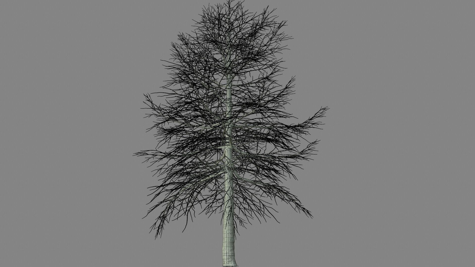 Conifer Tree 001 3D model_6