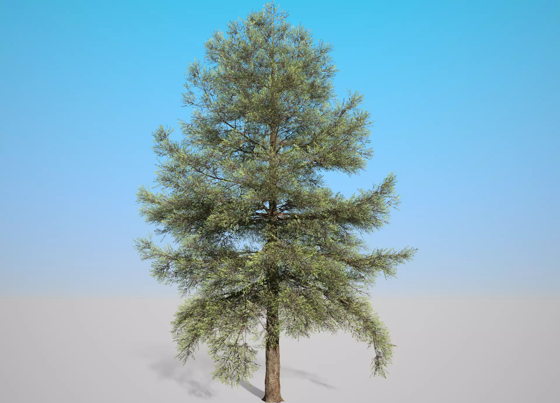 Conifer Tree 001 3D model_0