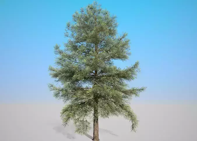 Conifer Tree 001 3D model