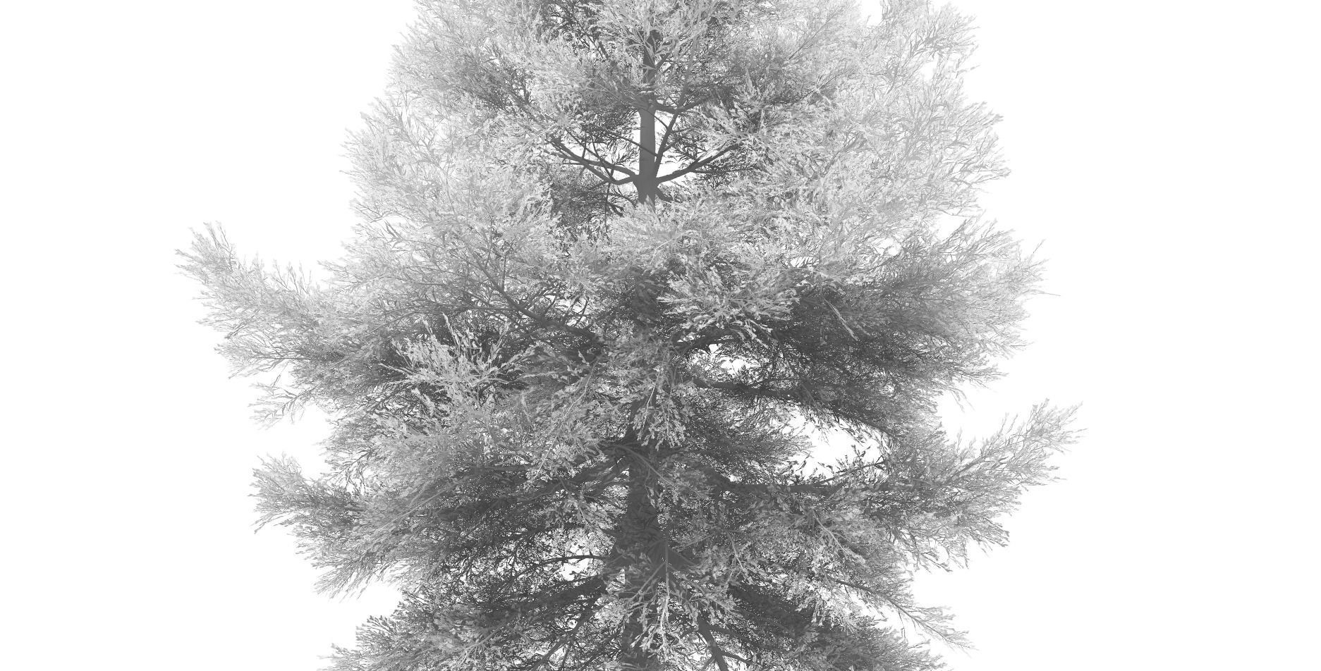 Conifer Tree 001 3D model_5