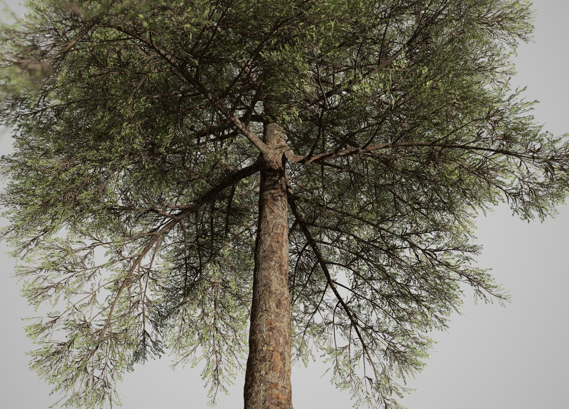 Conifer Tree 001 3D model_2