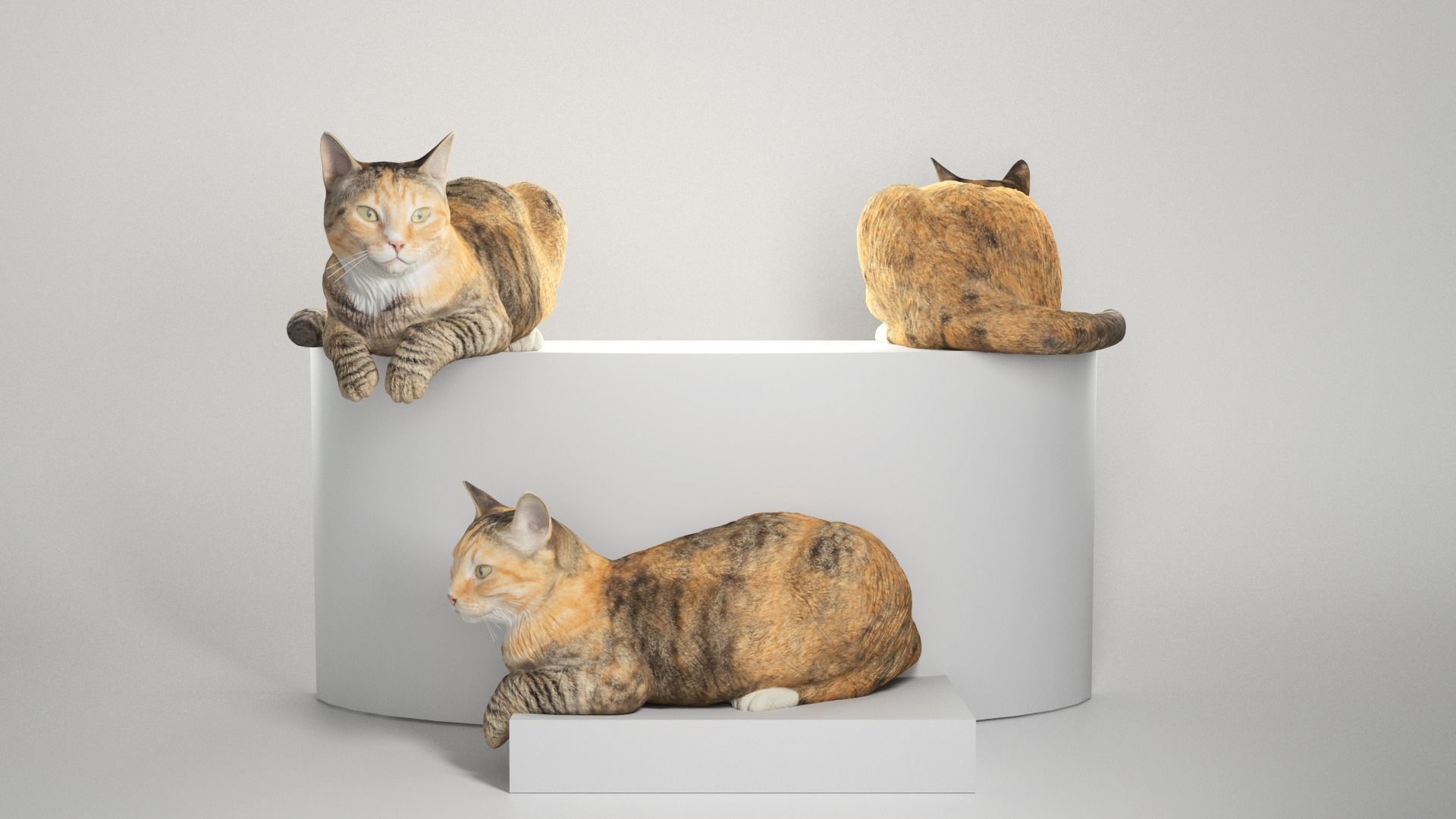 Laying cat 14 Low-poly 3D model_2