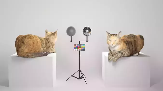 Laying cat 14 Low-poly 3D model