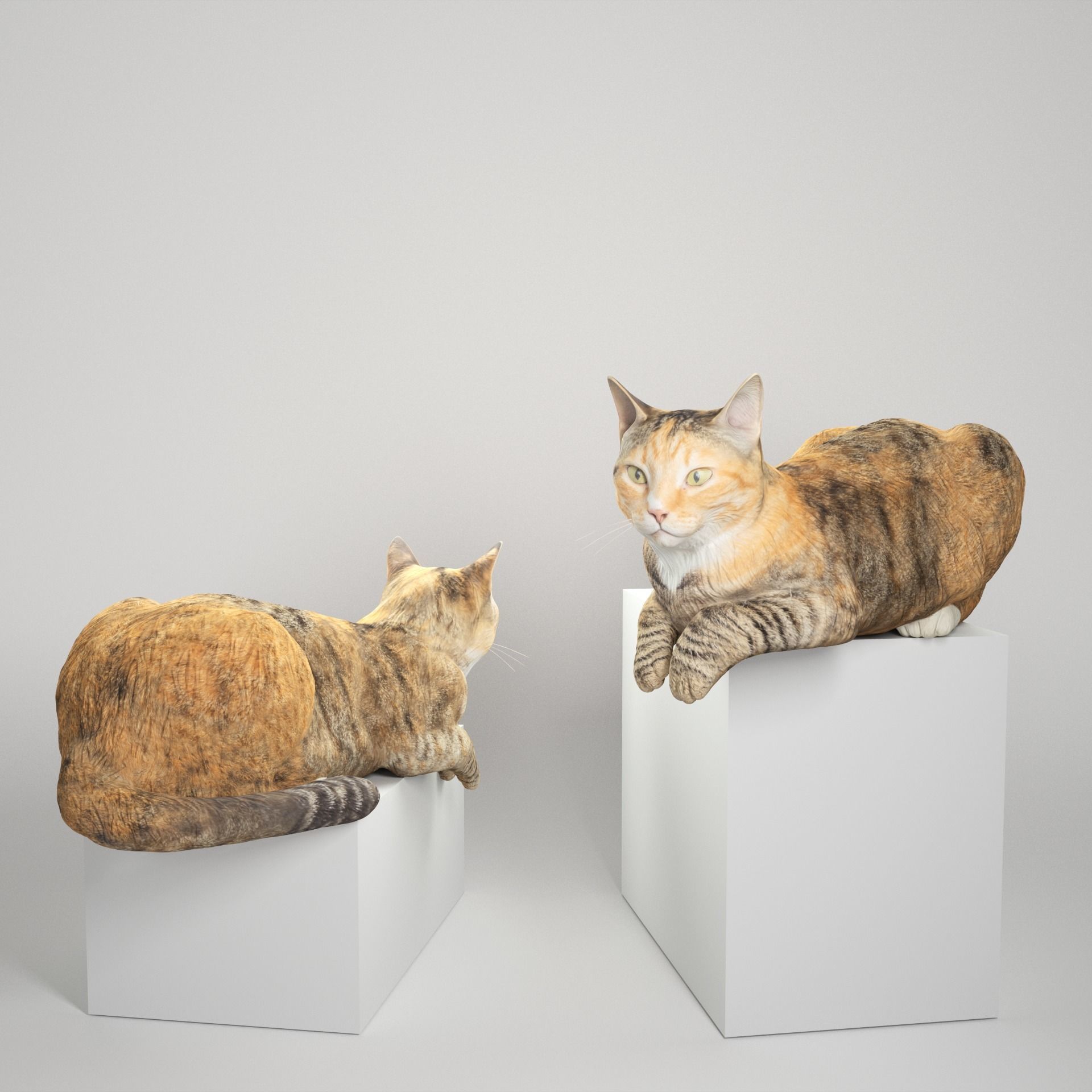 Laying cat 14 Low-poly 3D model_1