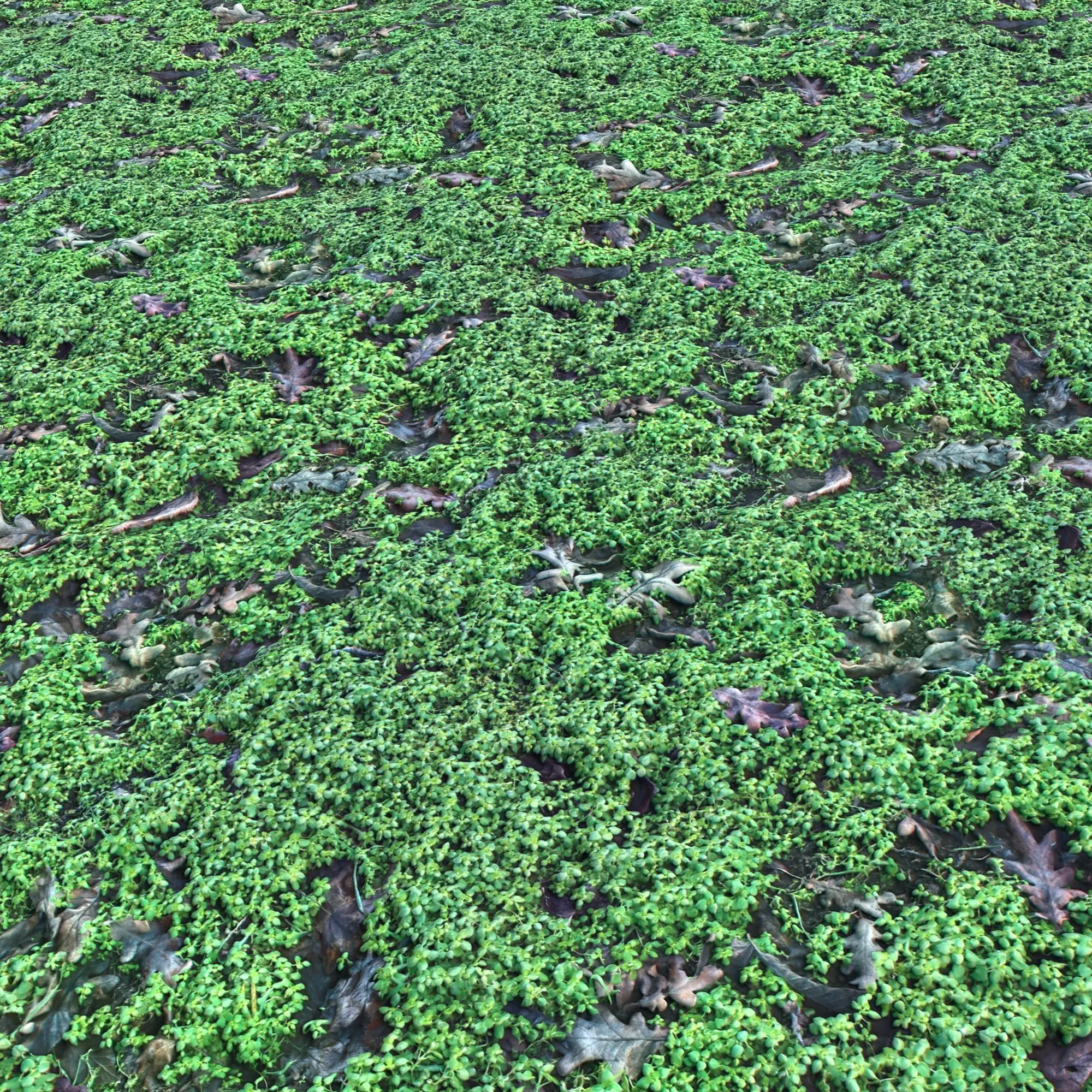 Clover Grass PBR Texture_0
