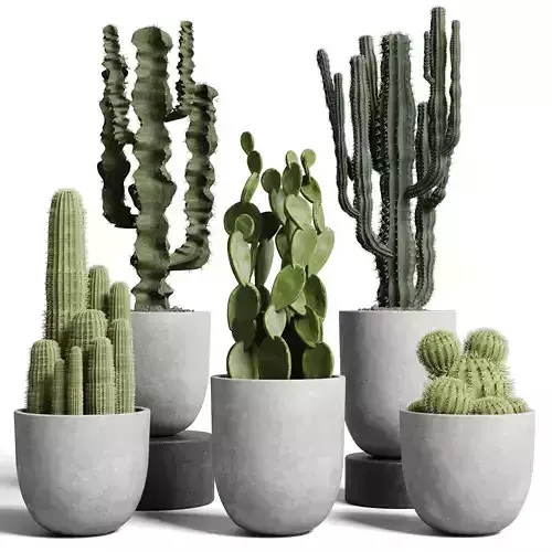 collection indoor plant 62 concrete vase cactus pot