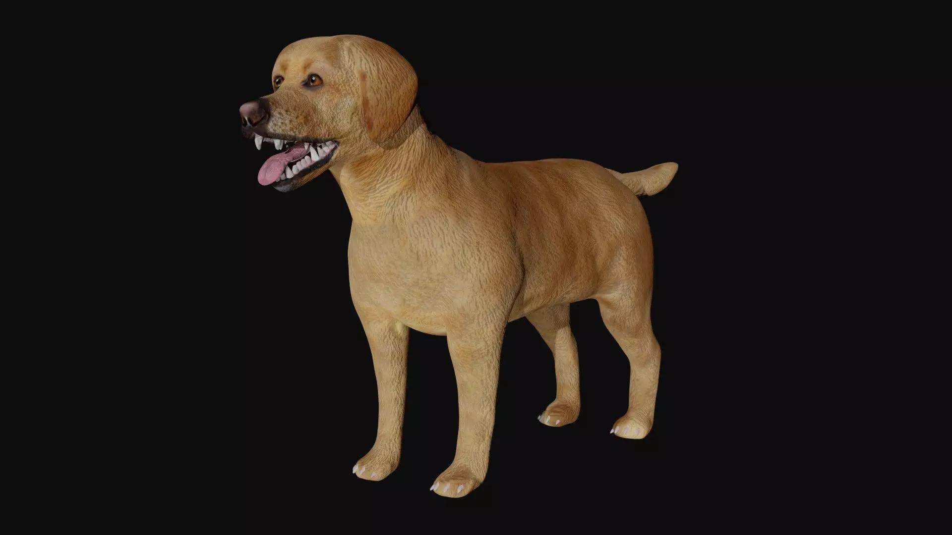 Labrador retriever Low-poly 3D model_0