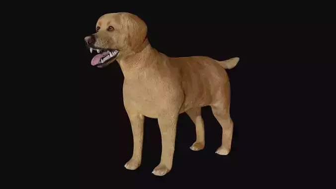 Labrador retriever Low-poly 3D model