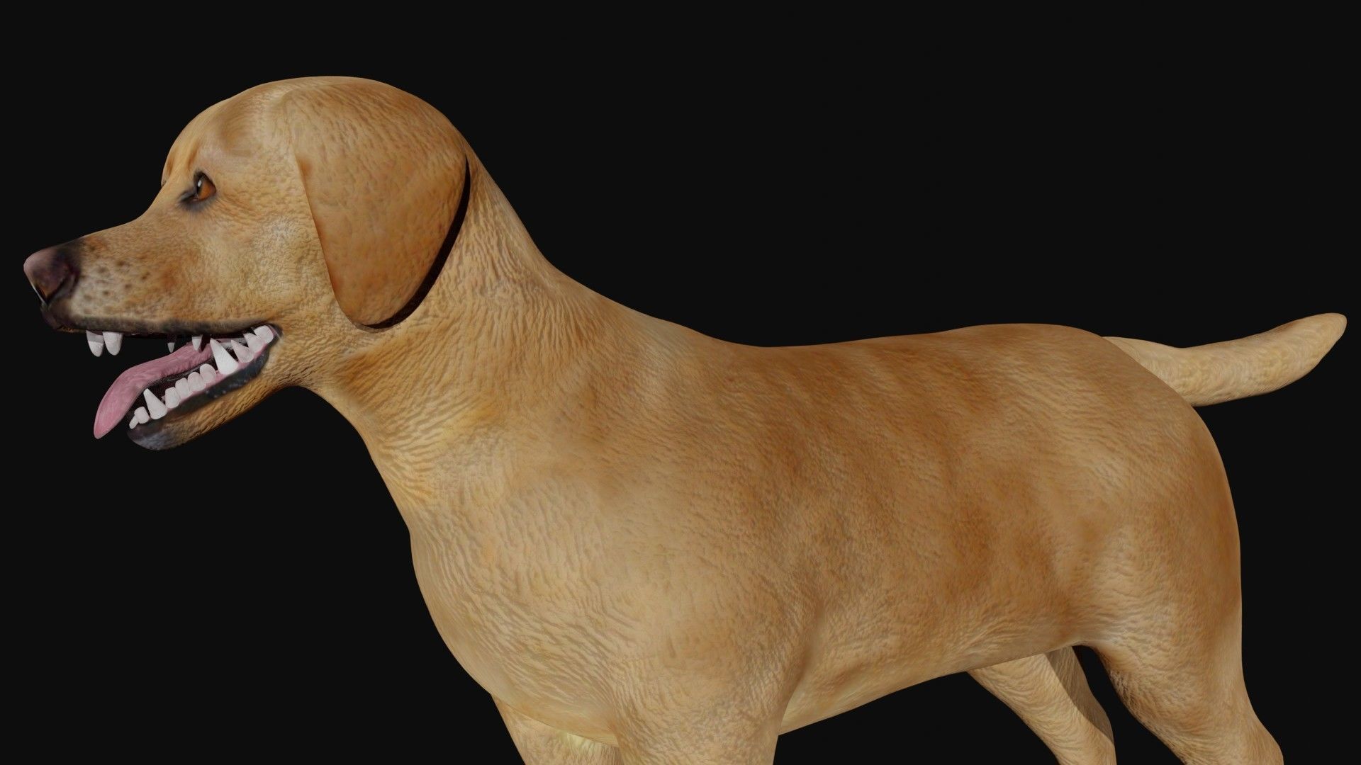 Labrador retriever Low-poly 3D model_5
