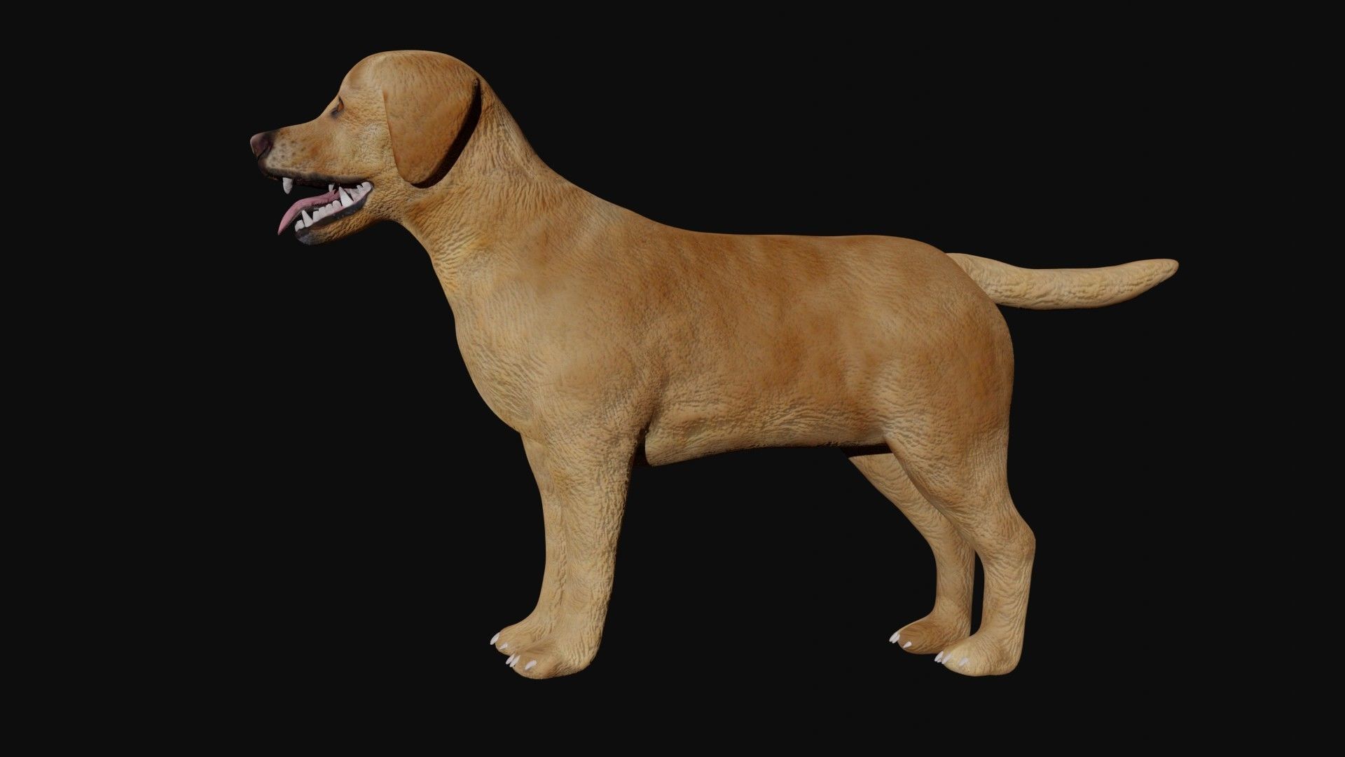 Labrador retriever Low-poly 3D model_3
