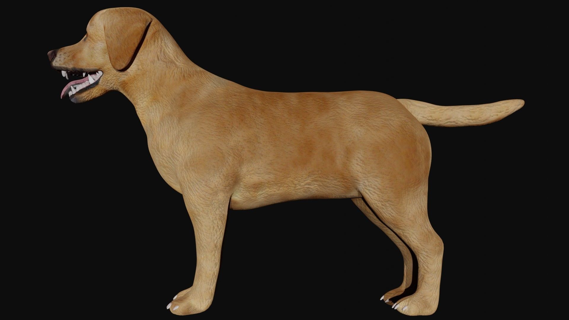 Labrador retriever Low-poly 3D model_7