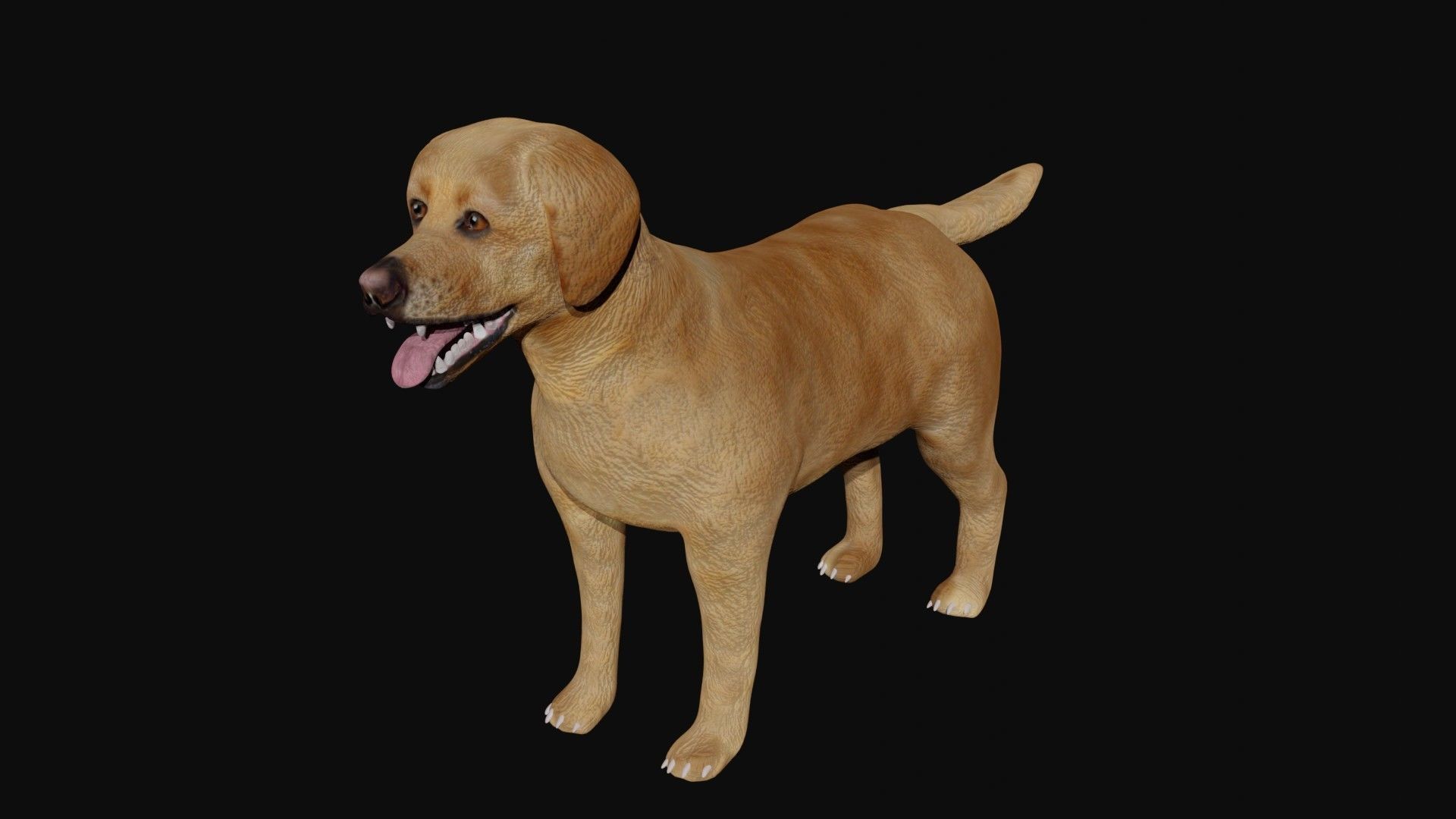 Labrador retriever Low-poly 3D model_4