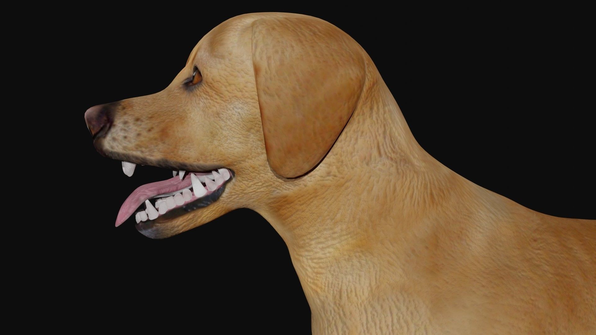 Labrador retriever Low-poly 3D model_6