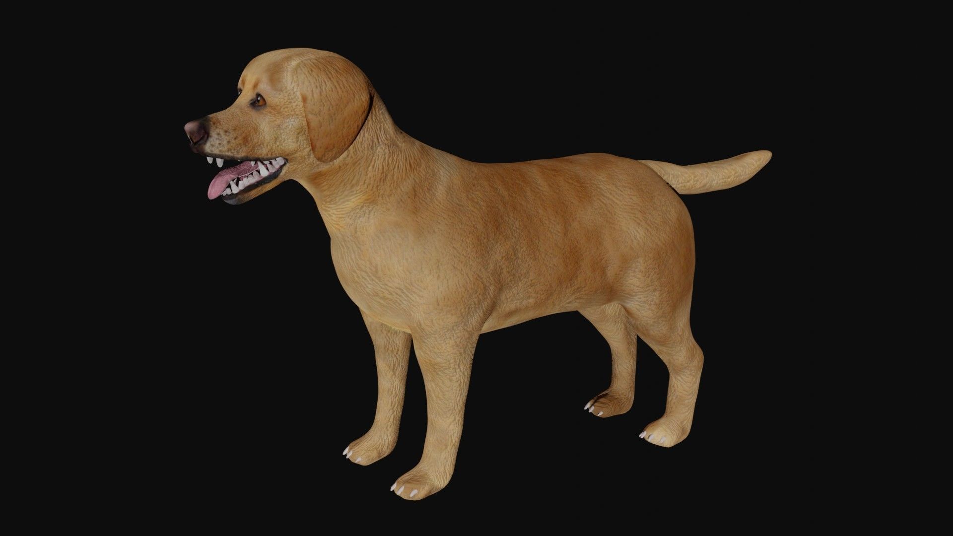 Labrador retriever Low-poly 3D model_1
