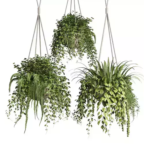 Collection plant Indoor  outdoor plants hanging pots 8
