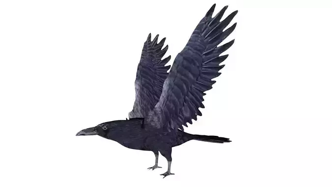 Raven black crow Low-poly 3D model