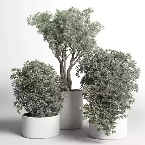 outdoor plant 37 pot plant and tree olive concrete vase