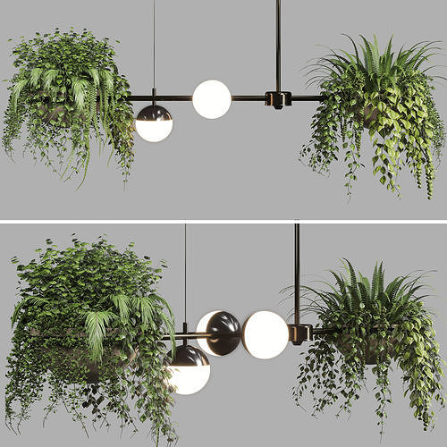 pendant light plant Indoor  outdoor plants hanging pot 3D model