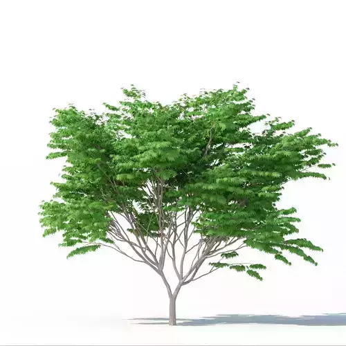 Acer Palmatum No 2 3D model