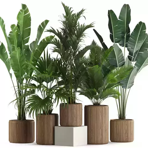 Plants collection 539 3D model