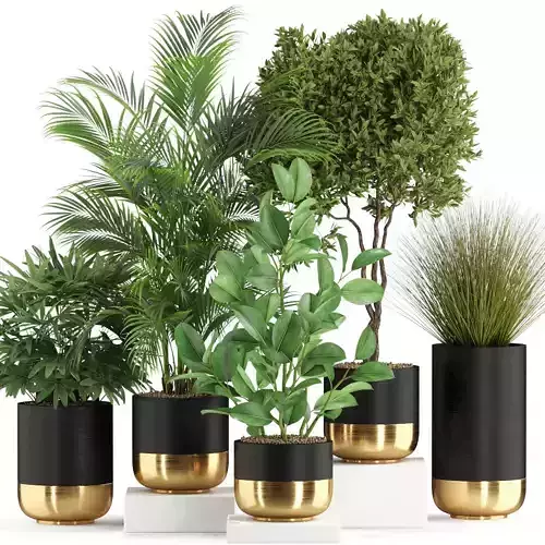 Plants collection 540 3D model
