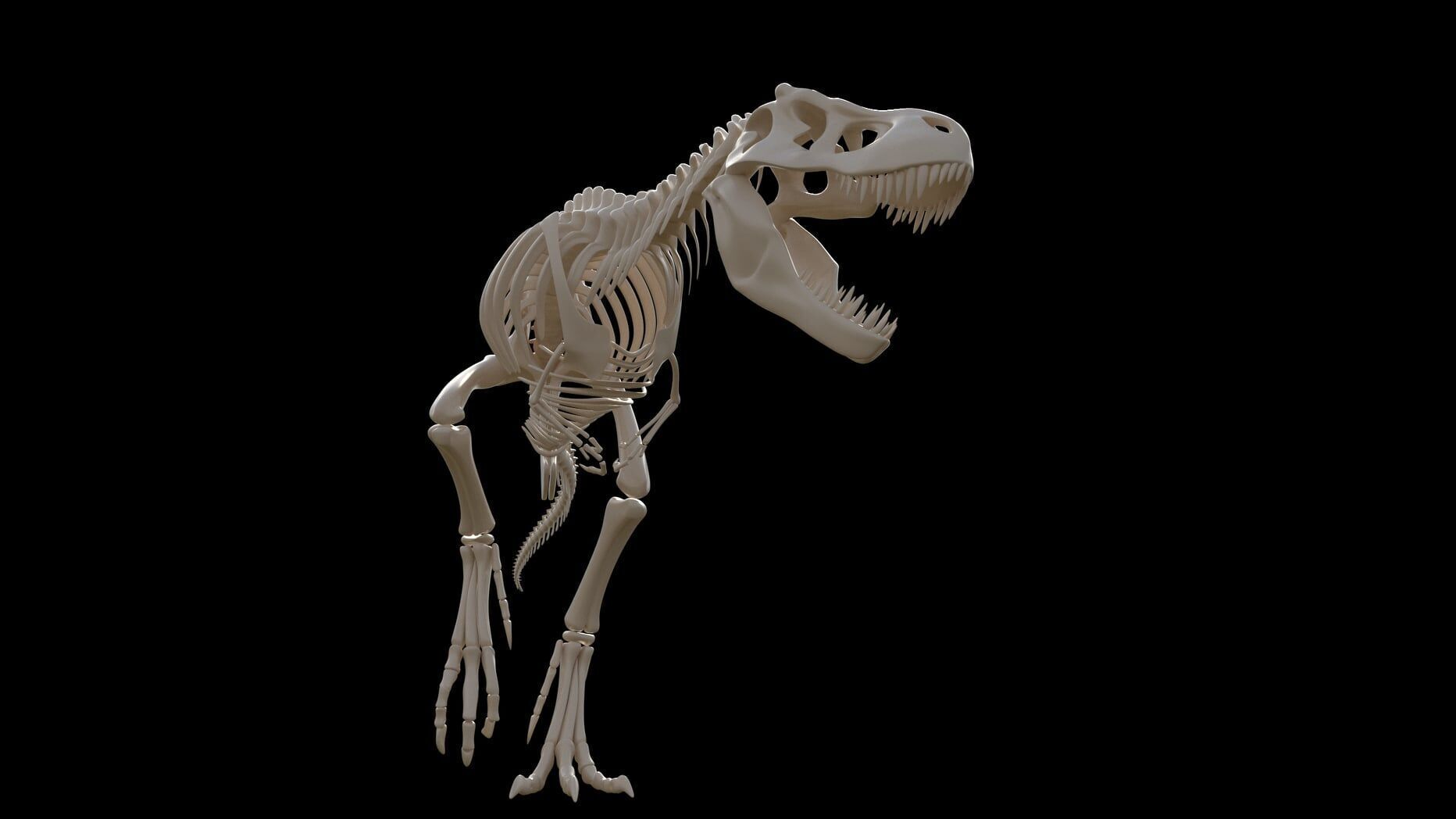 dinosaur t - rex skeleton 3D model_3