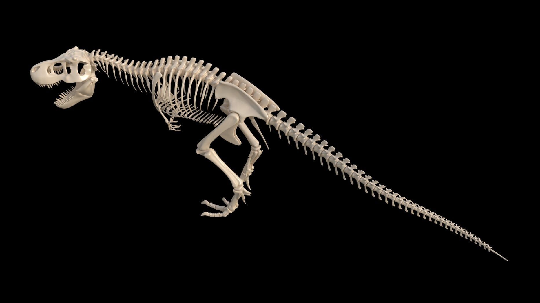 dinosaur t - rex skeleton 3D model_2