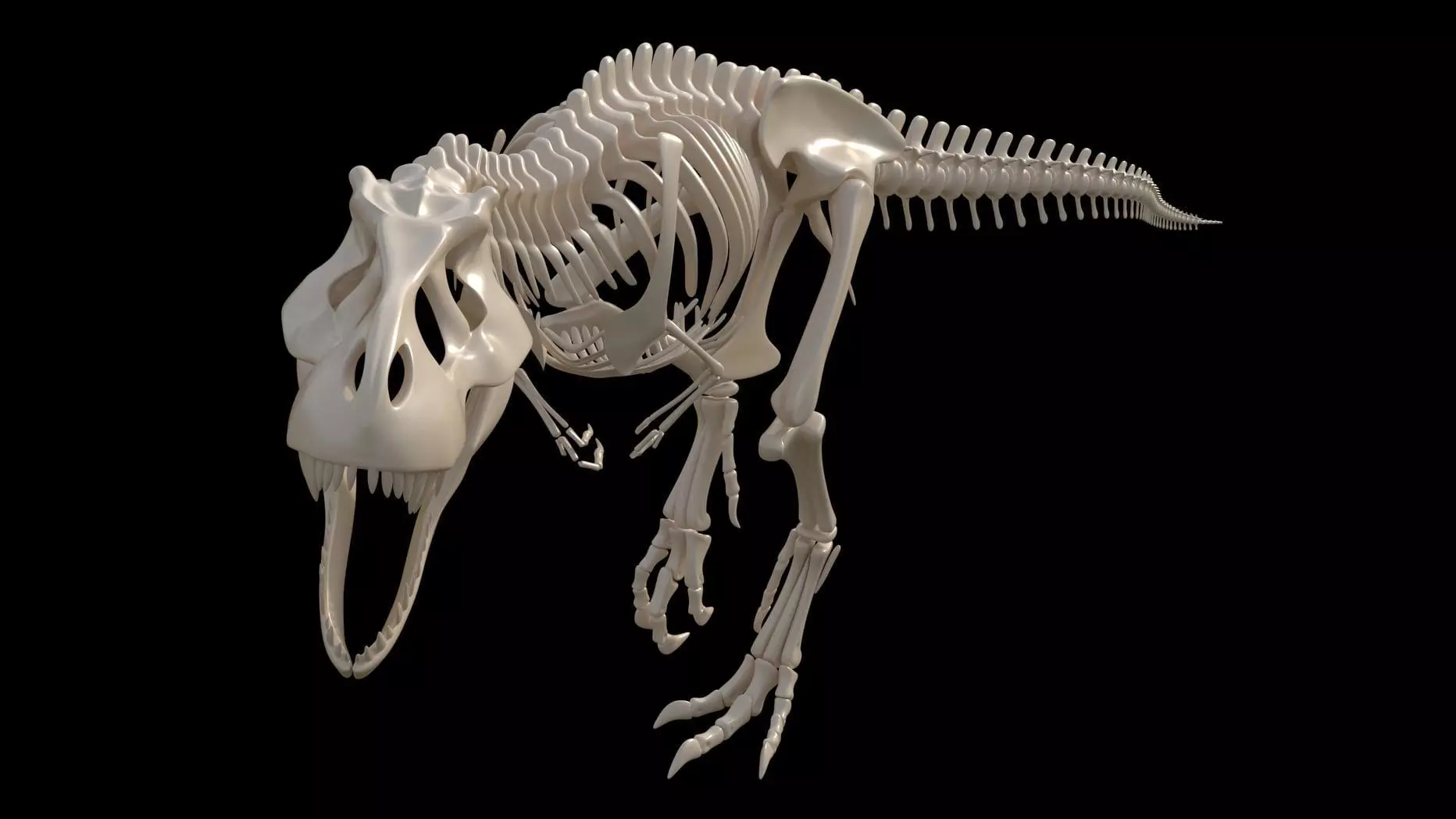 dinosaur t - rex skeleton 3D model_0