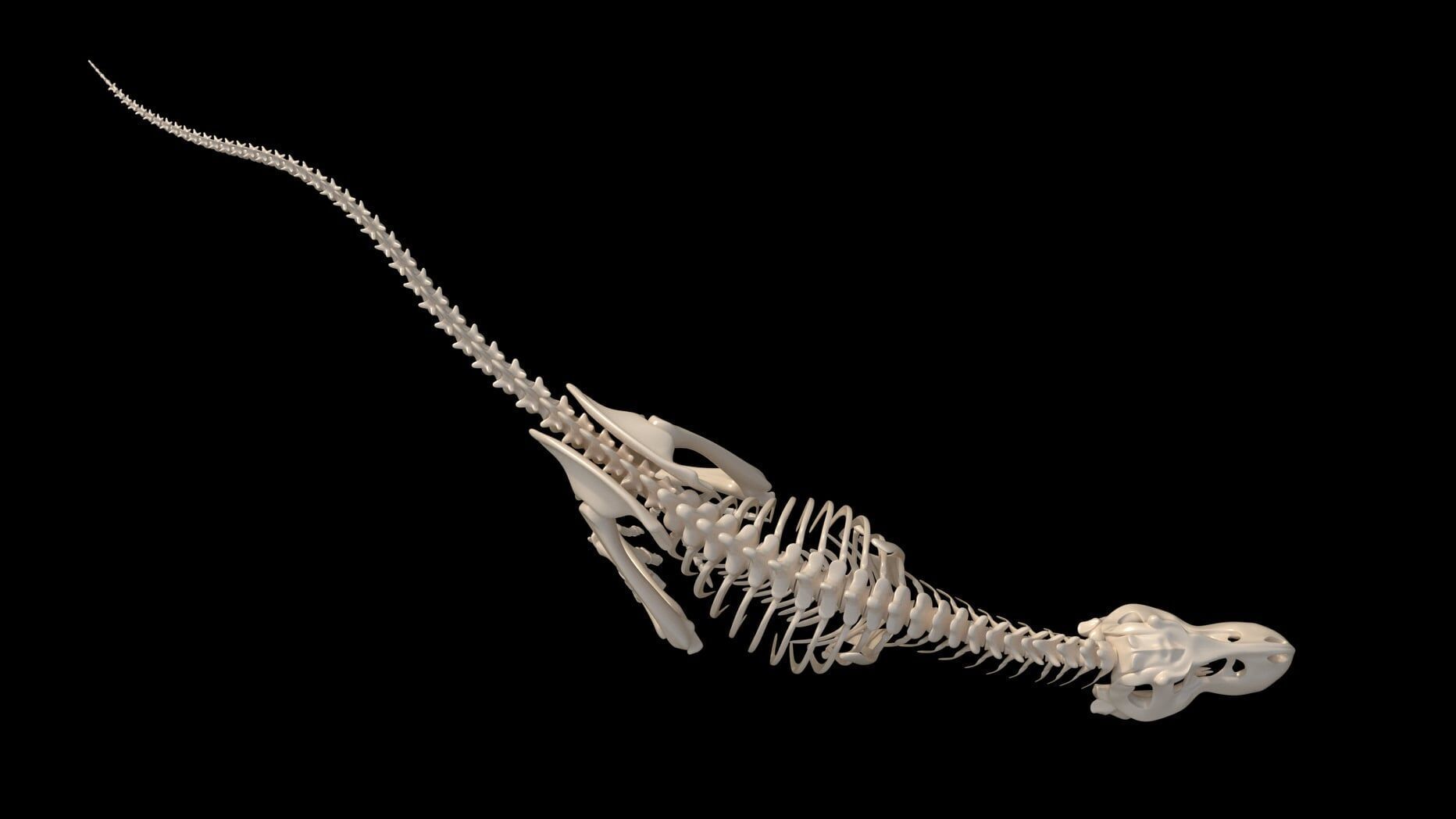 dinosaur t - rex skeleton 3D model_4