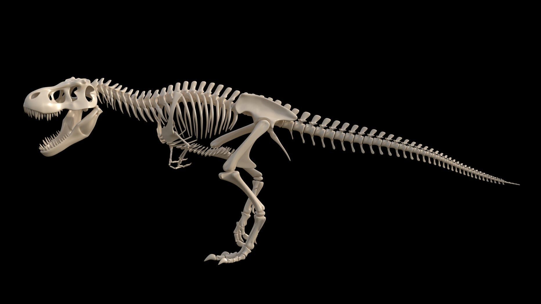 dinosaur t - rex skeleton 3D model_1