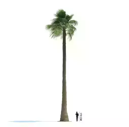 Palm Tree Washingtonia Filifera