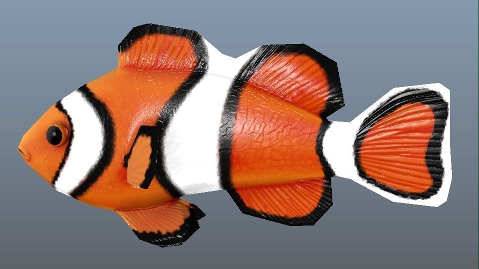 Clown Fish Game Ready Model with Animations Low-poly 3D model_8