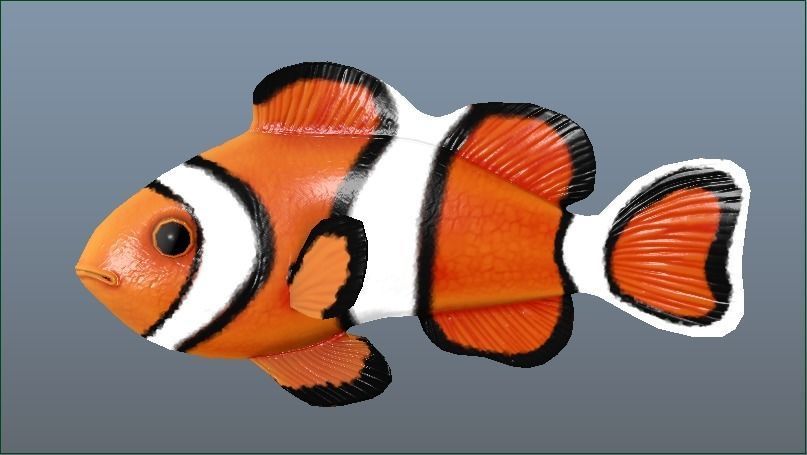 Clown Fish Game Ready Model with Animations Low-poly 3D model_6