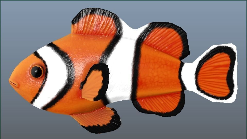 Clown Fish Game Ready Model with Animations Low-poly 3D model_7